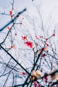 Low angle view of cherry blossom against sky