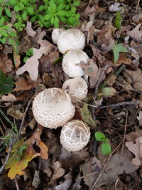 High angle view of mushrooms growing on field