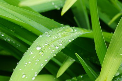 Close-up of water drops on leaves