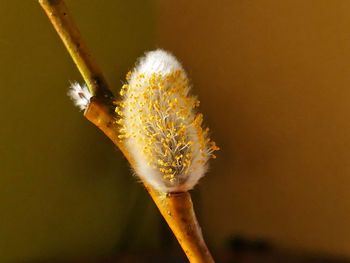 Close-up of fresh flower