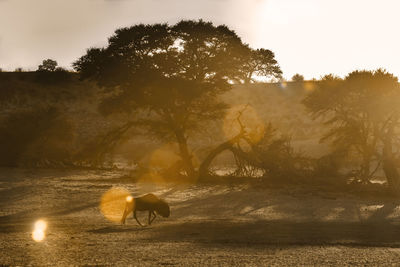 Rear view of woman standing on field against sky during sunset