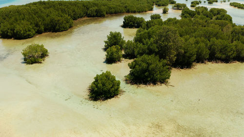High angle view of trees growing on land