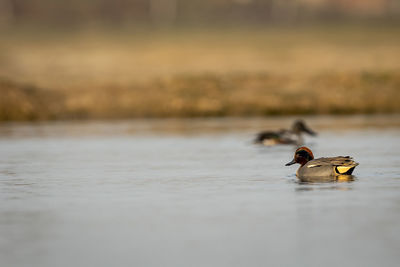 Duck swimming in a lake