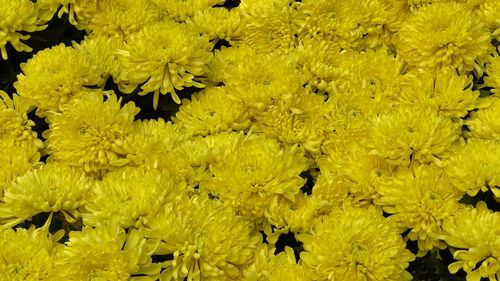 Full frame shot of yellow flowering plants