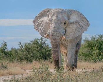 Close-up of elephant on field against sky