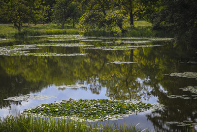 Scenic view of lake in forest