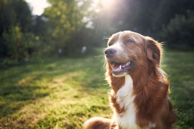 Portrait of happy dog in the countryside. nova scotia duck tolling retriever on meadow at sunset.