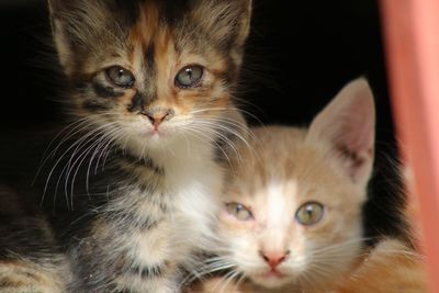 Portrait of cat with kitten