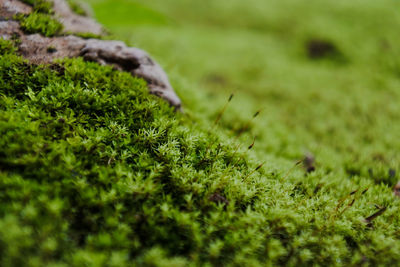 Close-up of moss on field