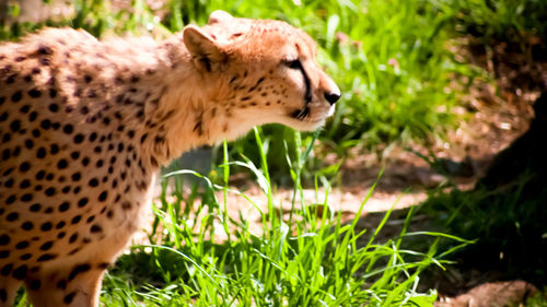 Side view of cheetah
