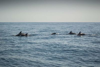 Scenic view of dolphins in sea against sky
