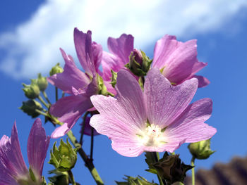 Close-up of pink flower against sky