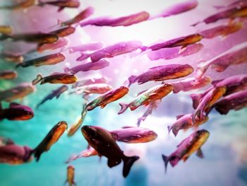 Close-up of fish swimming in water