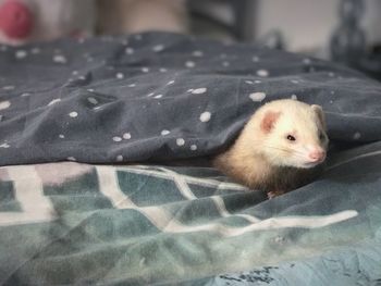 Close-up of rabbit on bed