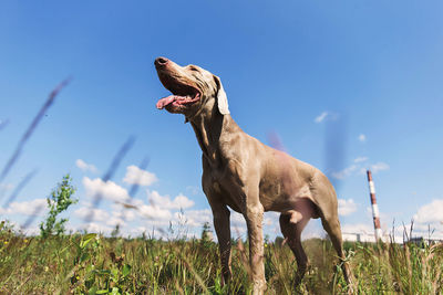 Dog standing on field against sky