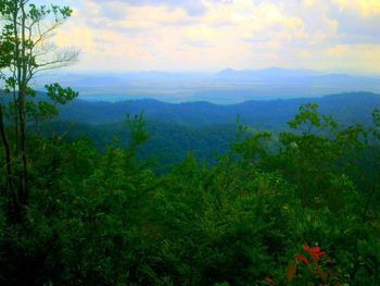 Scenic view of forest against sky