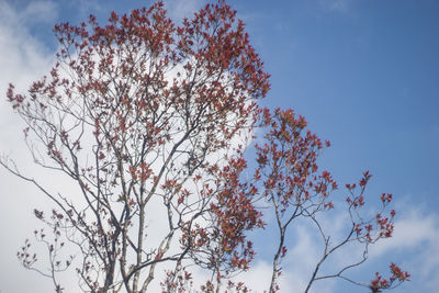 Low angle view of flower tree against sky