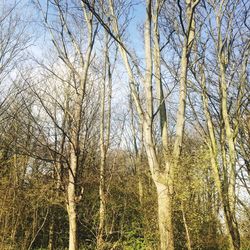 Scenic view of trees against sky
