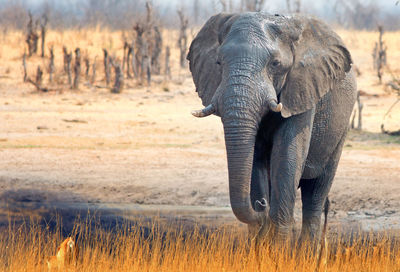 Elephant in a field