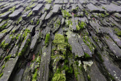 Full frame shot of tree trunk