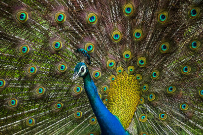 Close-up of peacock