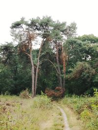 Trees on field against sky