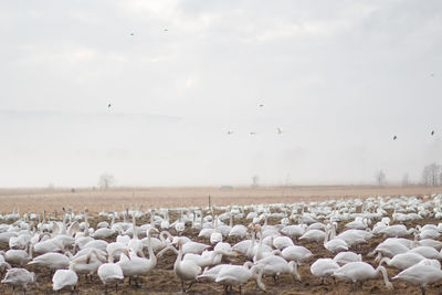 Flock of birds on land