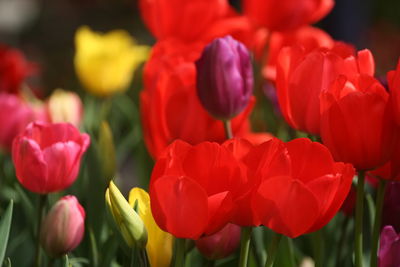 Close-up of red tulips