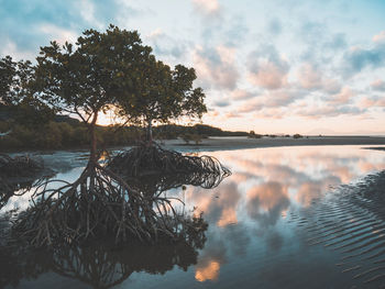 Scenic view of mangrove swamps against sky at sunset with reflection in water