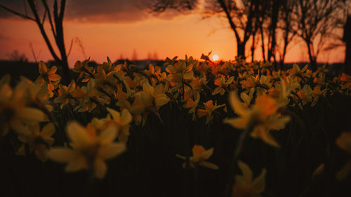 Close-up of yellow flowering plants on field against sky during sunset