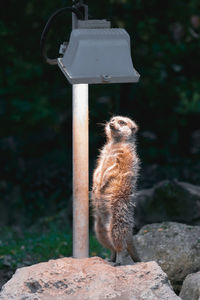 Meerkat standing on rock