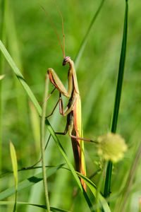 Close-up of insect on grass