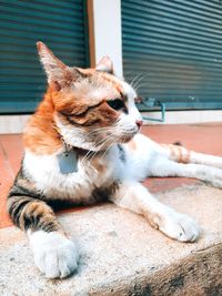 Close-up of a cat resting