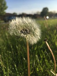 Close-up of dandelion flowers