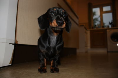 Portrait of dog standing on floor at home