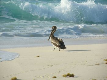 Bird in water