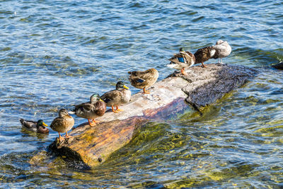 Ducks sitting on a log in a lake.