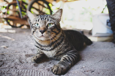 Close-up portrait of tabby cat