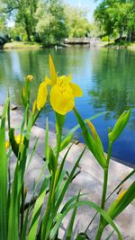 Close-up of water lily blooming in pond