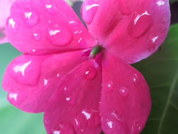 Close-up of wet pink flower blooming outdoors