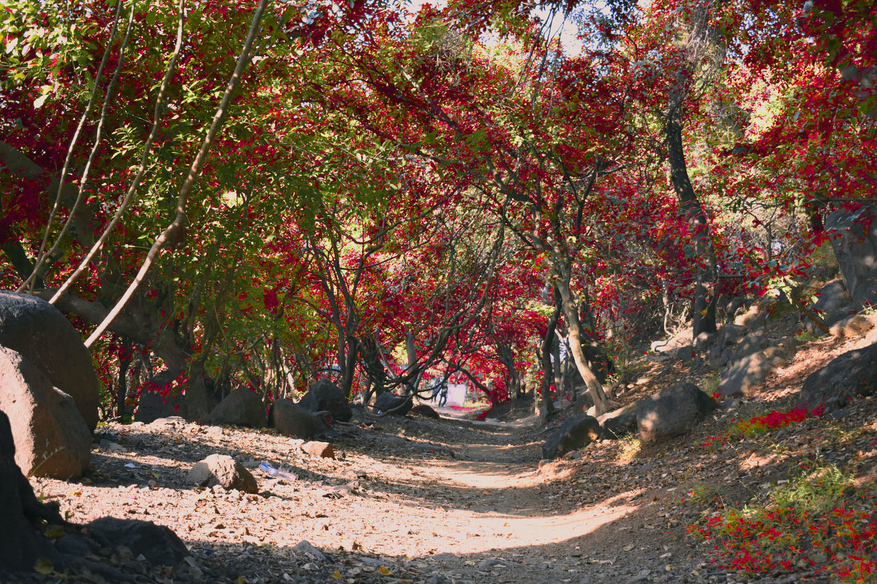 ROAD AMIDST TREES DURING AUTUMN