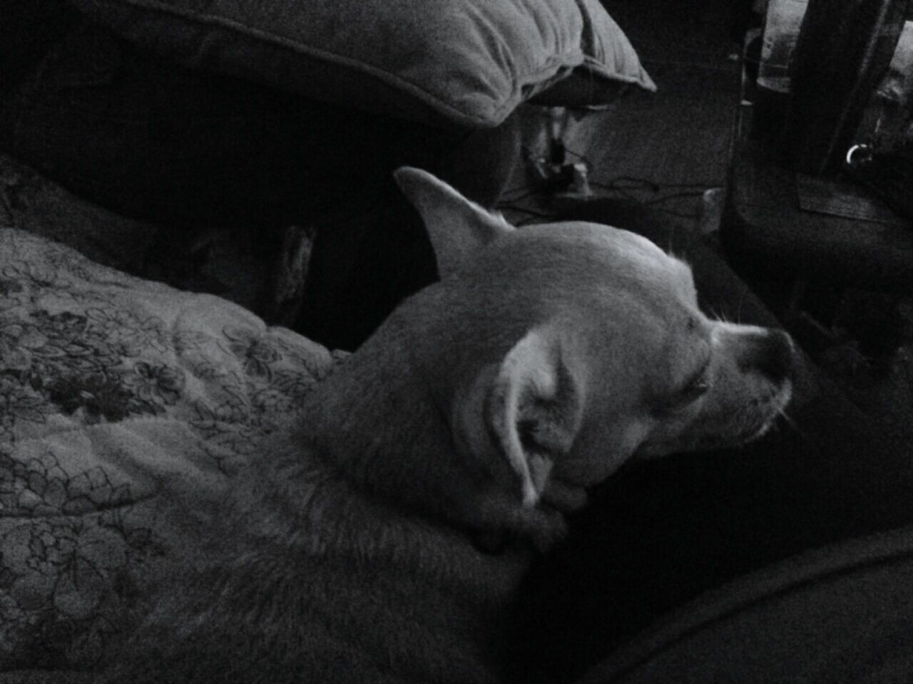 HIGH ANGLE VIEW OF DOG RELAXING ON SOFA