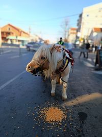 horse
