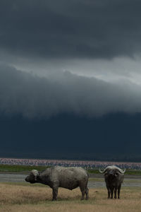 Horses grazing on field against sky