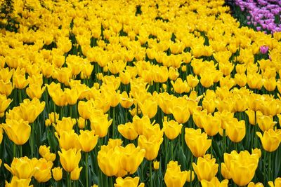 Full frame shot of yellow flowering plants