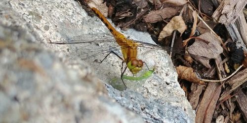 Close-up of insect