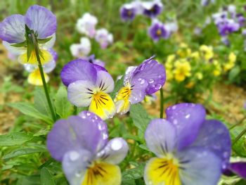 Close-up of purple flower blooming outdoors