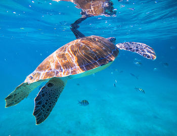 High angle view of fish swimming in sea