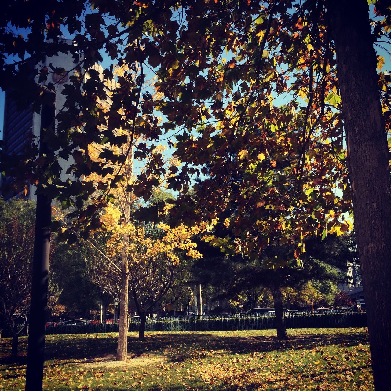 tree, growth, branch, autumn, park - man made space, tranquility, nature, tree trunk, beauty in nature, change, sunlight, park, tranquil scene, yellow, scenics, field, outdoors, day, fence, season