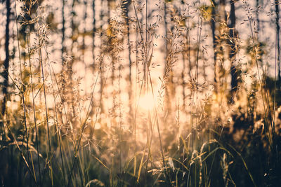 Close-up of stalks in field against sunset